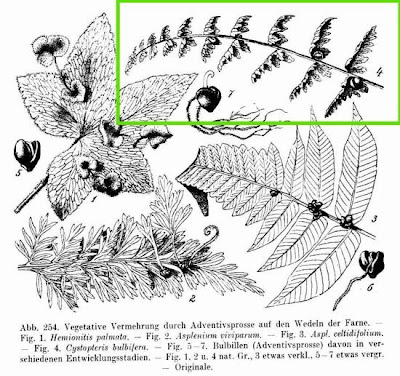 Bulb bladderfern Bulb bladderfern