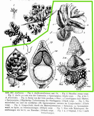 Azolla,
azolla,
Fairy Moss,
mosquito ferns,
mosquitofern,
water ferns Azolla,
azolla,
Fairy Moss,
mosquito ferns,
mosquitofern,
water ferns