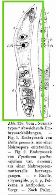 Tausendsch�n
