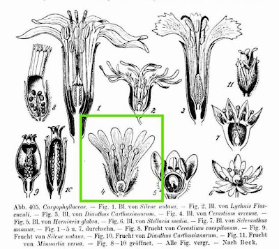 Field mouse-ear