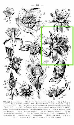 Aquilegia vulgaris L.