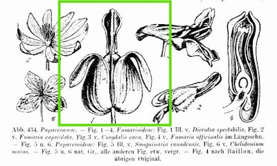 Common bleedinghearts Common bleedinghearts