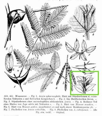 Acacia cultriformis,
knife acacia,
Knife Leaf Wattle