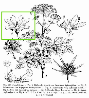 Chinese parsley