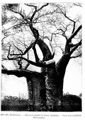 Dead-rat-tree
