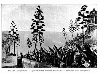 Agave americana L.