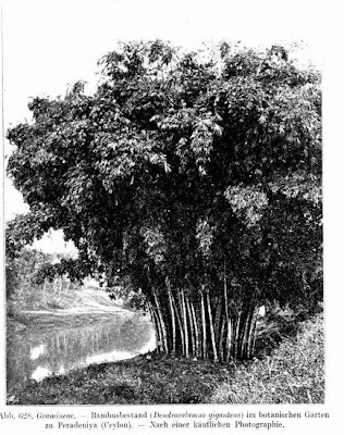 Giant bamboo Giant bamboo