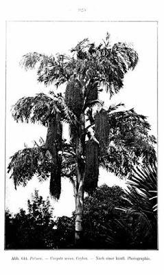 Caryot brûlant Caryot brûlant