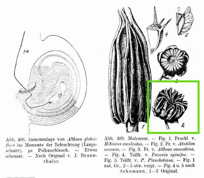 Abutilon venosus