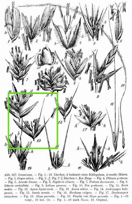 Oatgrass (common)