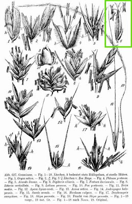 Crabgrass Crabgrass