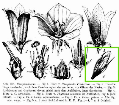 Campanula bienne Campanula bienne