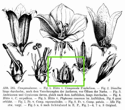 European bellflower