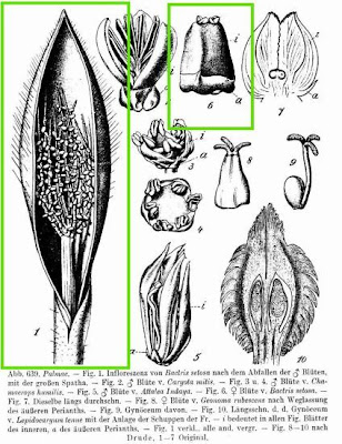Bactris setosa,
tucum