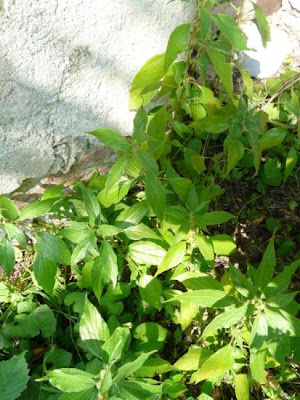 Upright pellitory