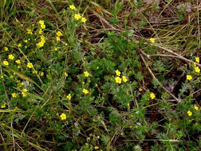 Argentea Argentea