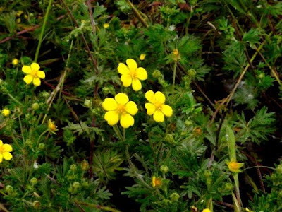 Argentea Argentea