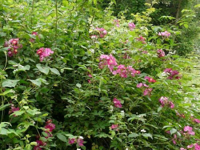 Rambler Rose