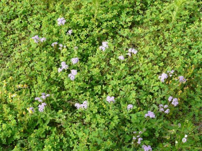 Blue heliotrope