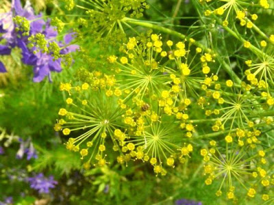 Dill Dill
