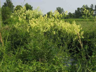 Thalictrum lucidum L.
