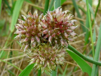 Field garlic