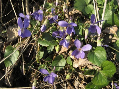 Viola soave