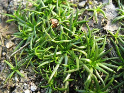 Sagina apetala,
annual pearlwort,
Kronblattloses Mastkraut,
sagina apetala,
Sagina senza petali,
sagina-das-areias,
sagine ap&eacute;tale