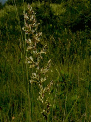Koeleria cristata,
,
Pal&Uacute;o steppico