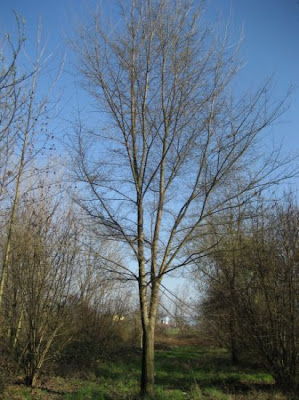 Ulmus pumila,
Chinese elm,
dwarf elm,
littleleaf elm,
Siberian elm,
sibirische ulme,
yu shu