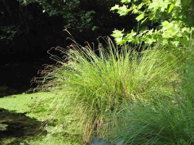 Carex elata All.