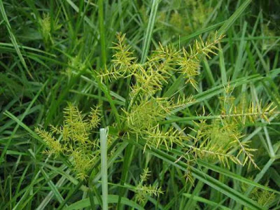 Juncia avellanada