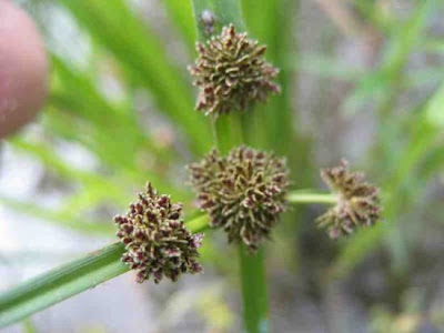 Cyperus difformis L.