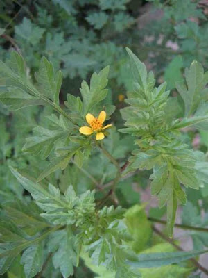 Bidens bipinnata L.