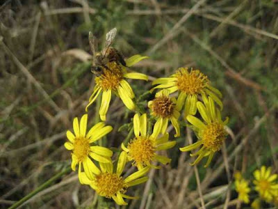 Jacobaea erucifolia,
Senecione serpeggiante