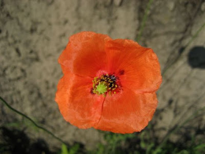Saat-Mohn