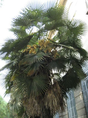 Palma de jard�n