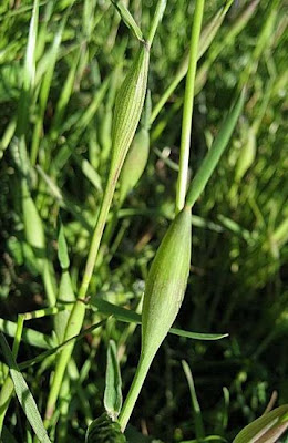 Rendle's meadow foxtail