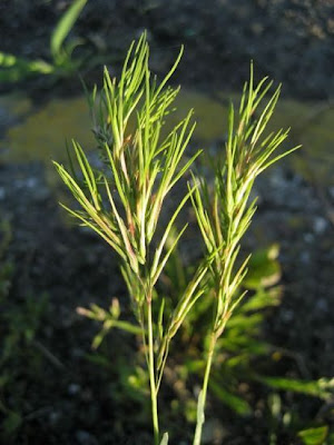 Grama cebollera