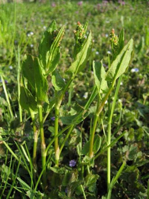 Azedas Azedas