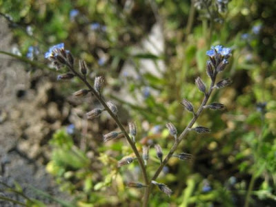 Early Forget Me Not