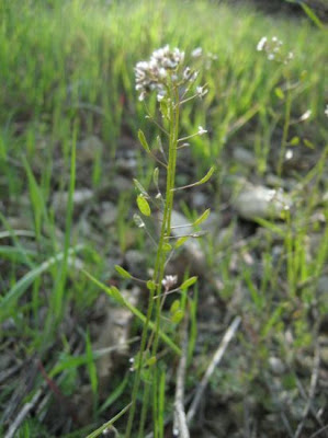 Draba muralis,
Draba murale,
Wall Whitlowgrass