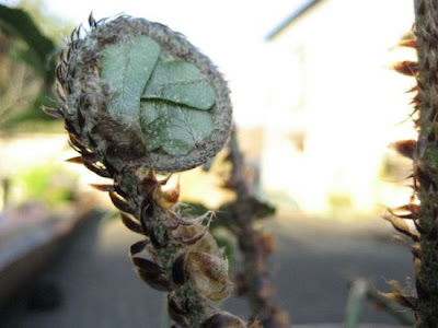 Japanese holly fern