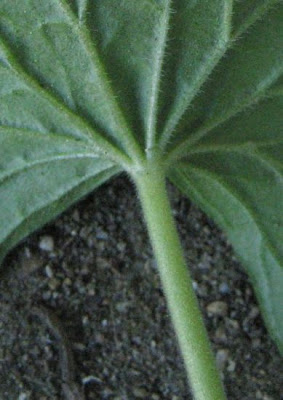 G�ranium � tiges gr�les