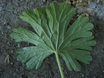 G�ranium � tiges gr�les