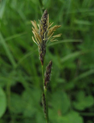 Carex hirta L.