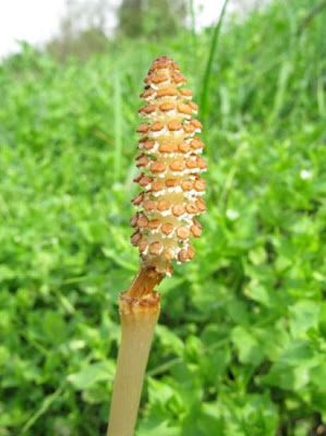 Field horsetail