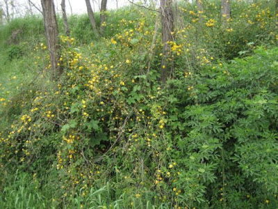 Kerria japonica,
di tang hua,
Japan globeflower,
Japanese kerria,
Japanese rose,
Japanese-rose,
Jew's-mallow,
Kerria,
qu&eacute;rria,
rosa-do-Jap&atilde;o