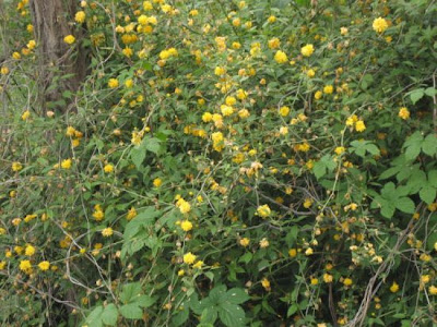 Kerria japonica,
di tang hua,
Japan globeflower,
Japanese kerria,
Japanese rose,
Japanese-rose,
Jew's-mallow,
Kerria,
qu&eacute;rria,
rosa-do-Jap&atilde;o