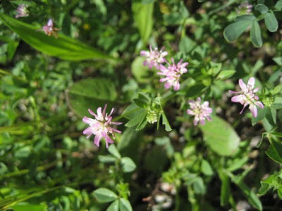 Burdock clover Burdock clover